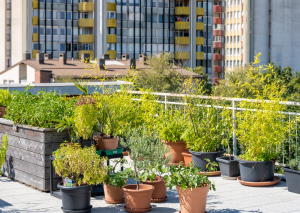 thi-cong-nha-vuon-rau-sach-04