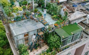 Thiết kế nhà vườn trên mái - Thanh lọc không khí