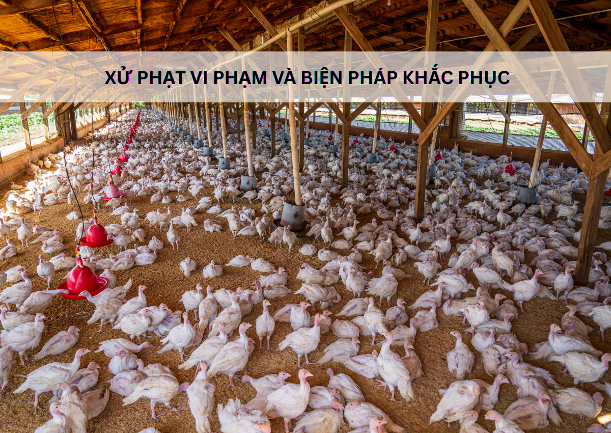 Cấp giấy phép xây dựng trang trại chăn nuôi: Quy trình và lưu ý quan trọng 3 Xử phạt vi phạm và biện pháp khắc phục